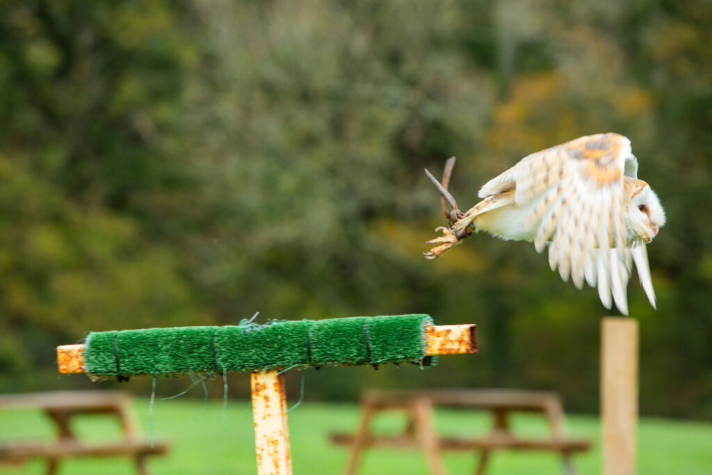 Haven-Falconry