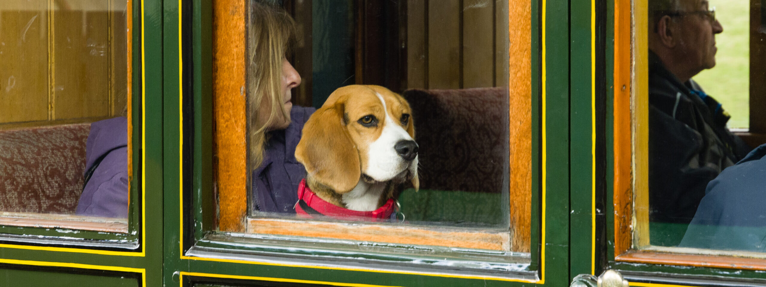 dog in train carriage looking out the window